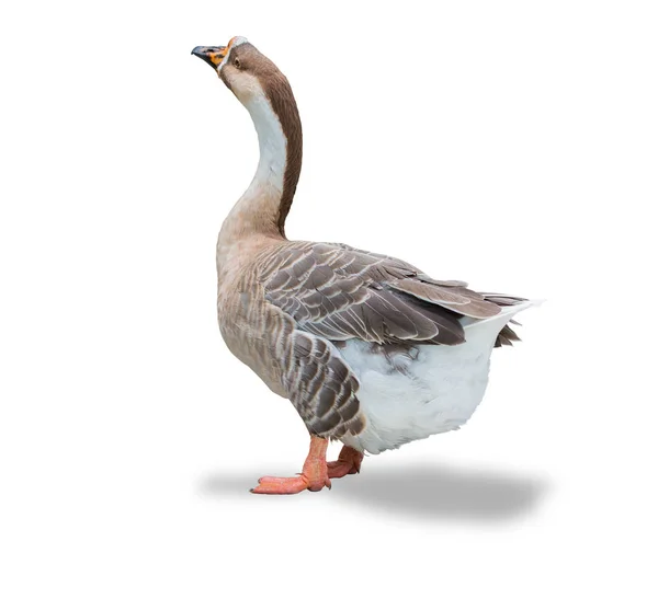 Domestic White Goose Isolated White Background Object Clipping Path — Stock Photo, Image