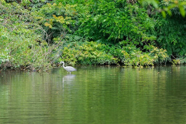 White Heron Bird Finding Food Pond Forest — Stock Photo, Image