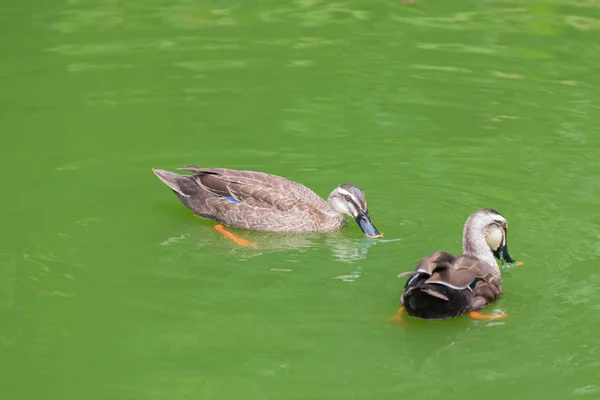 Entenpaar Schwimmt Auf Teich Wald — Stockfoto