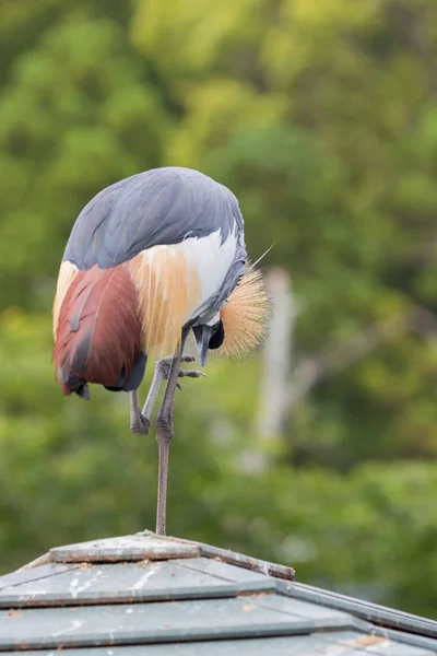 Grue Couronnée Grise Debout Par Une Jambe Sur Toit — Photo