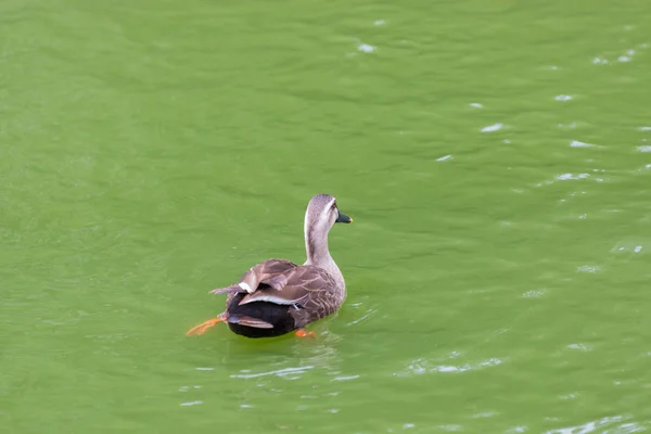 Ente Schwimmt Fluss Wald — Stockfoto