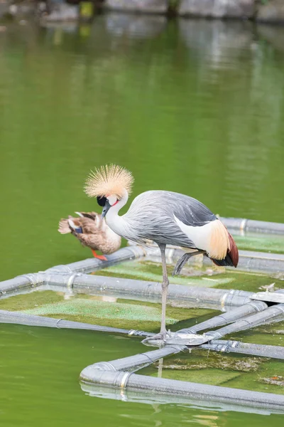 Grúa Coronada Gris Pie Junto Una Pierna Estanque — Foto de Stock