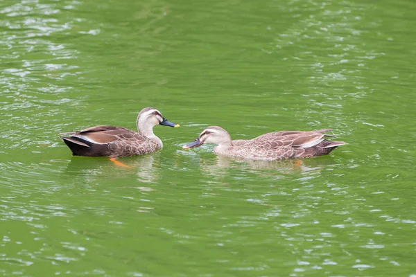 Ducks Couple Swimming Pond Forest — Stock Photo, Image