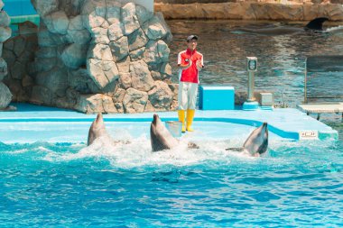 Nagoya, Japonya - 18 Haziran 2016: Nagoya Limanı'nda bulunan Akvaryum ve Müze, kimliği belirsiz bir erkek eğitmen, yunusları mutlu kalabalığın önünde numaralar oynarken gösteriyor.