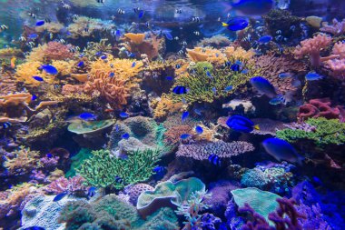 Renkli balık ve renkli mercan ile sualtı güzel mercan.
