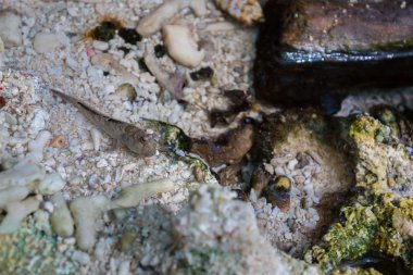 Mudskipper, doğada bataklık üzerinde Amfibi balık.