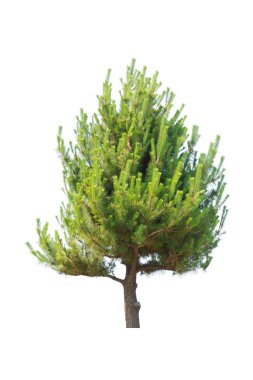 Pine tree for decor isolated on white background. Object clipping path. clipart