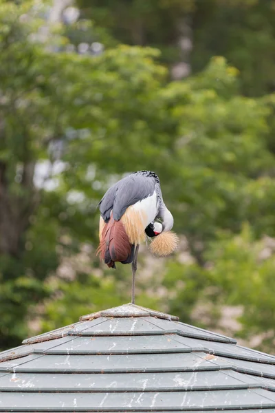 灰色冠冕吊站在屋顶上的一条腿 — 图库照片