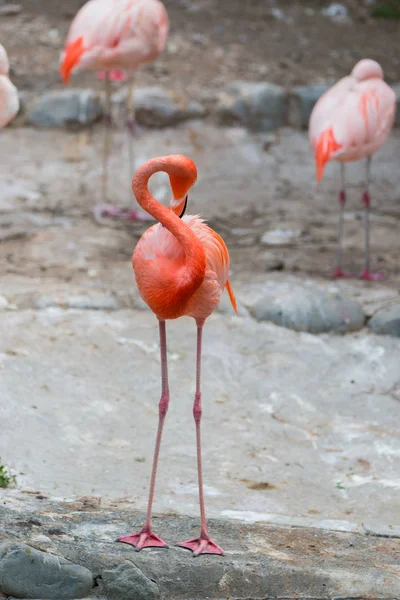 Karibi Flamingók Vagy Karib Tenger Flamingók Phoenicopterus Ruber Ruber — Stock Fotó