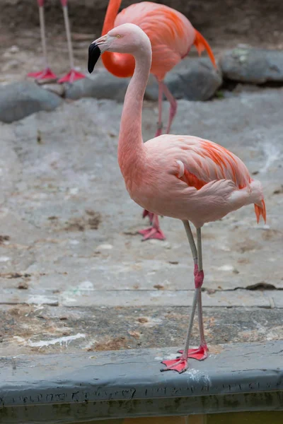 Caribische Flamingo Caribische Flamingo Phoenicopterus Ruber Ruber — Stockfoto