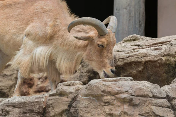 Wild Mountain Goat Eating Food Large Rock — 스톡 사진