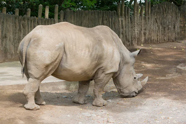 Rinoceronte Caminando Para Encontrar Comida — Foto de Stock
