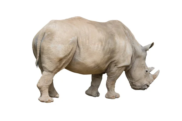 Rinoceronte Caminando Aislado Sobre Fondo Blanco Objeto Con Ruta Recorte — Foto de Stock