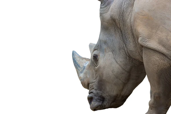 Primer Plano Retrato Rinoceronte Aislado Sobre Fondo Blanco Objeto Con — Foto de Stock