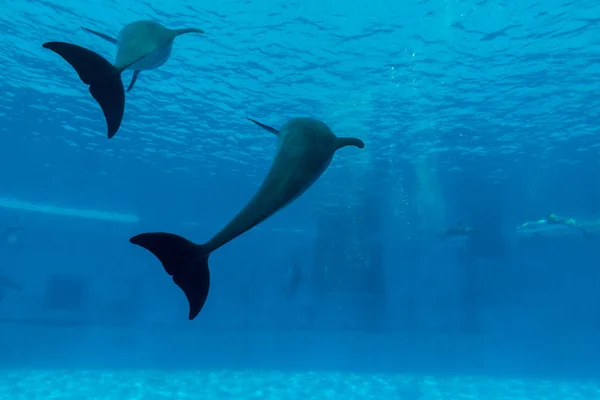 Two Dolphin Show Tail Aquarium Underwater — Stock Photo, Image