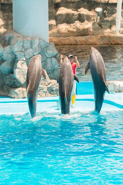 日本名古屋 2016年6月18日 位于名古屋港的水族馆和博物馆 一名身份不明的男子训练师在欢乐的人群面前展示海豚的技巧 — 图库照片