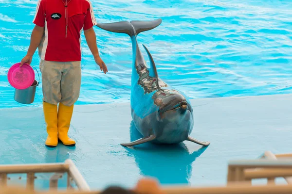 日本名古屋 2016年6月18日 位于名古屋港的水族馆和博物馆 一名身份不明的男子训练师在欢乐的人群面前展示海豚的技巧 — 图库照片