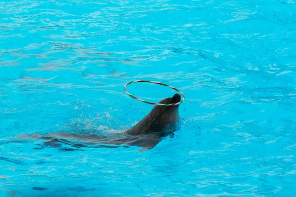 Dolphin Show Spinning Hoop Pool — Stock Photo, Image