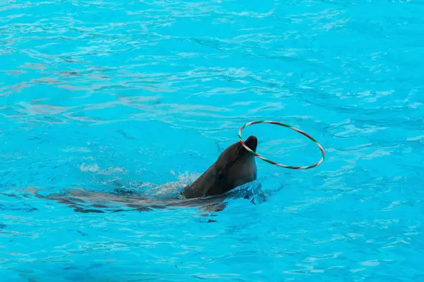 Крутящийся Обруч Дельфинов Бассейне — стоковое фото