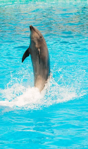 Group Show Bottlenose Dolphins Performing Tail Stand — Stock Photo, Image