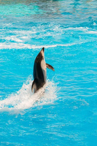 Групповое Представление Дельфинов Бутылконосов Выполняющих Стойку Хвоста — стоковое фото