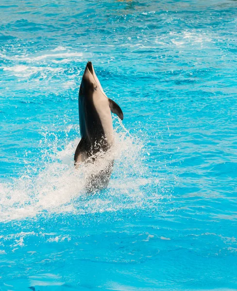 Pokaz Grupowy Delfinów Wąskich Garz Wykonujących Stoisko Ogonem — Zdjęcie stockowe