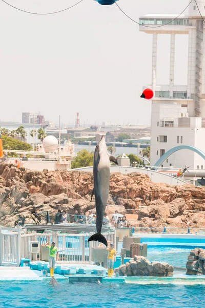 日本名古屋 2016年6月18日 位于名古屋港的水族馆和博物馆 一位身份不明的女驯兽师在欢乐的人群面前展示海豚的技巧 — 图库照片