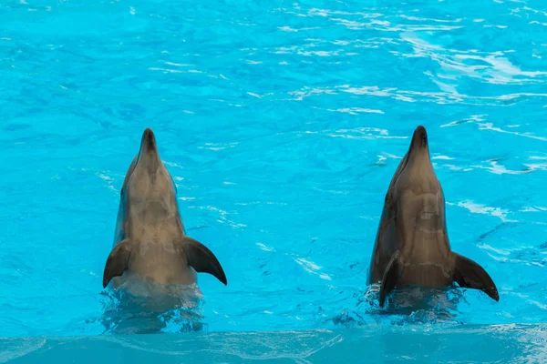 Group Show Bottlenose Dolphins Performing Tail Stand — Stock Photo, Image