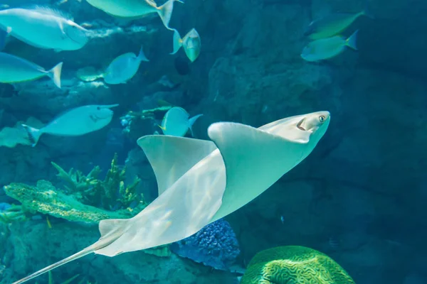 Stingray Vissen Zwemmen Gratis Het Aquarium Wetenschappelijke Naam Flapnose Ray — Stockfoto