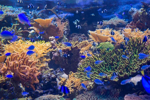 Beau Corail Sous Marin Avec Des Poissons Colorés Des Coraux — Photo