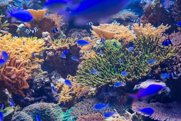 Beautiful coral in underwater with colorful fish and colorful coral.