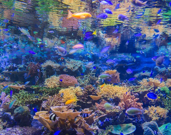 Beautiful coral in underwater with colorful fish and colorful coral.