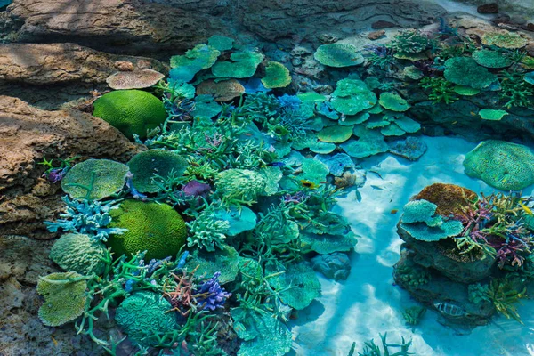 Beautiful coral in underwater with colorful fish and colorful coral.