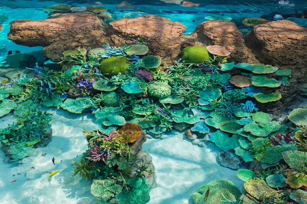 Beautiful coral in underwater with colorful fish and colorful coral.