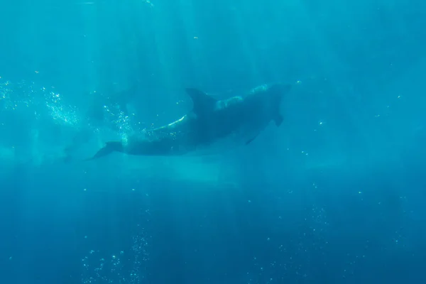 Představení Delfínů Akváriu Pod Vodou — Stock fotografie