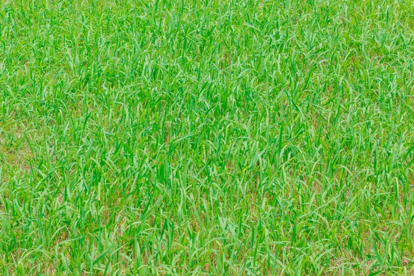 Green grass texture grassland can be use for background.