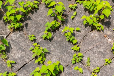 Arka planda sürünen yeşil yaprağa karşı eski tuğla duvar dokusu.