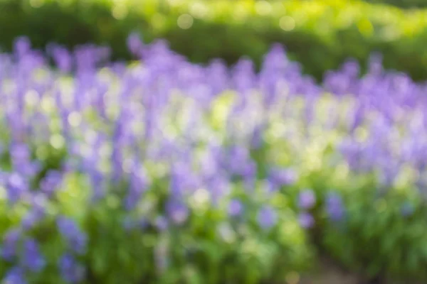 Abstract blurred background of lavender flower nature background.