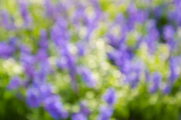 Abstract blurred background of lavender flower nature background.