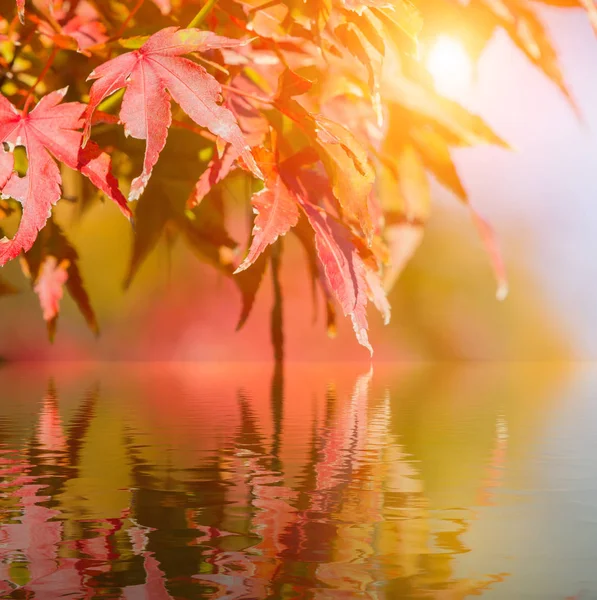 Röd Lönnlöv Skogen Höstsäsongen Vacker Höst Bakgrund Reflektion Vatten — Stockfoto