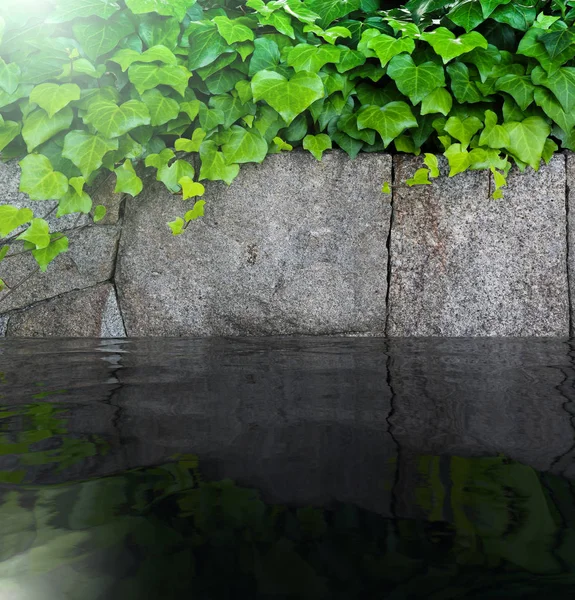 Tırmanma Tesisi Ile Taş Duvar Yeşil Yaprakları Yansıma — Stok fotoğraf