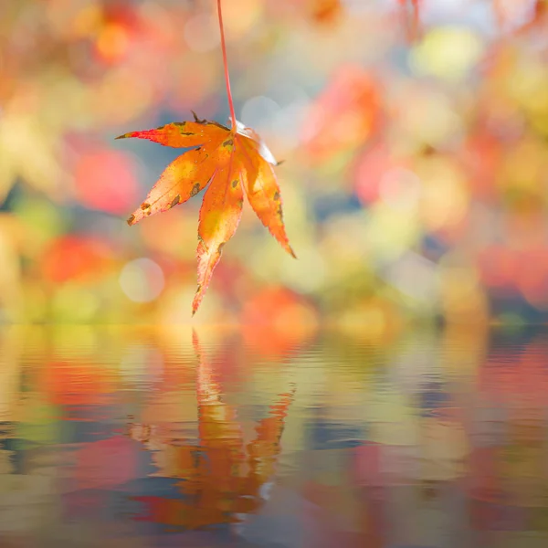 Red maple leaf in forest in fall season, Beautiful autumn background. reflection water.
