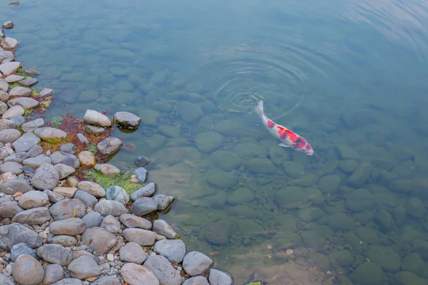 Schöne Koi Fische Schwimmen Teich Bewegungsunschärfe — Stockfoto