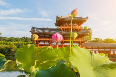 Byodo-in (Phoenix Hall) arka plan ile Lotus çiçek ve yaprak Kyoto Prefecture Japonya'da Uji kentinde bir Budist tapınağı.