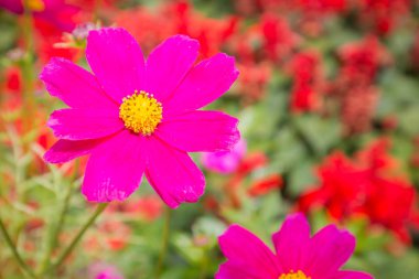 Bulanık arka plan ile gün ışığında Cosmos pembe çiçek.