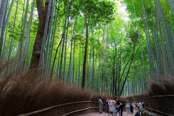 KYOTO, JAPAN - August 13, 2017 : Bamboo forest at Arashiyama, Kyoto, Japan. Bamboo forest is famous in Kyoto and the most popular for tourist.