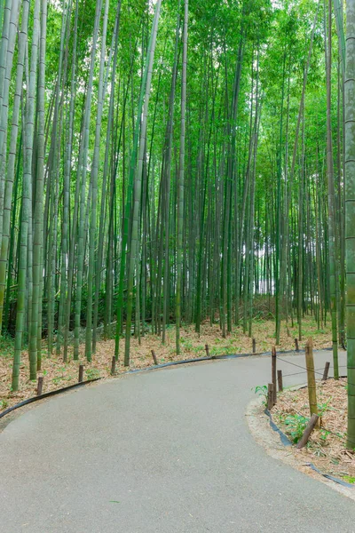 Arashiyama Bamboo Forest Japonii Kioto Piękne Bambusowe Tło Naturalną Sceną — Zdjęcie stockowe