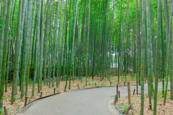 日本京都的岚山竹林 美丽的竹子背景与自然场面在日本 — 图库照片