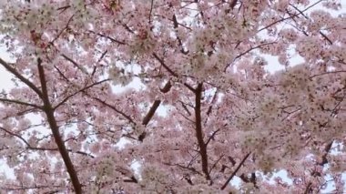 Japonya 'da Sakura (Cherry Blossom) yakın