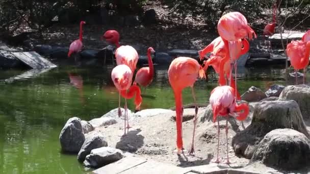 Grupo Flamingo Buscando Algo Comida — Vídeos de Stock